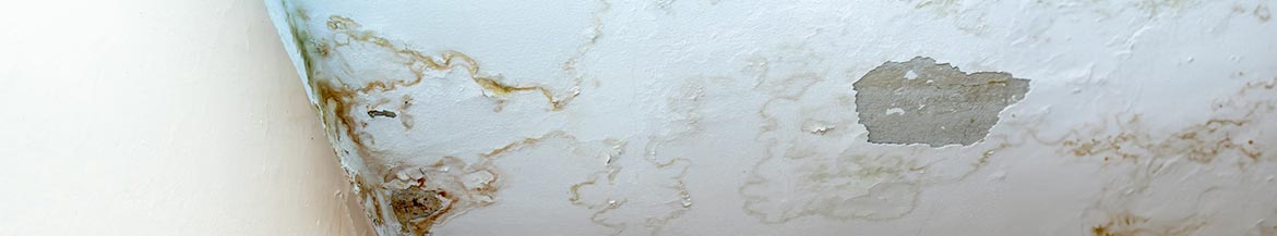 Banner of mold damage