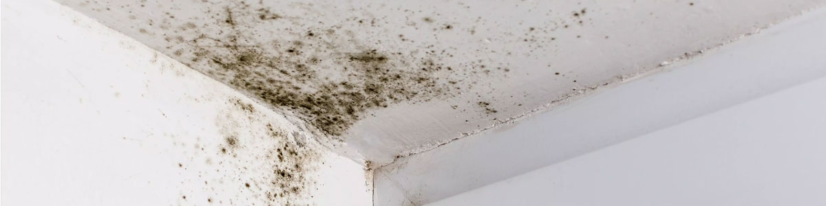 Commercial Mold Removal & Remediation Professionals in Newtown, Southbury, Brookfield & Danbury CT