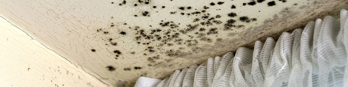 Mold on the wall