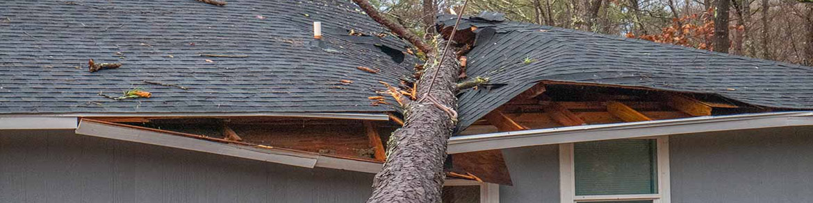 Tree Damage Repair