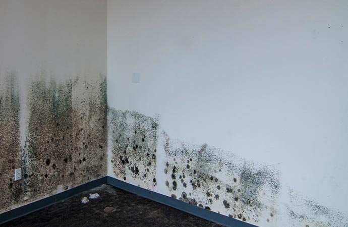 mold on wall