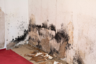 mold infestations