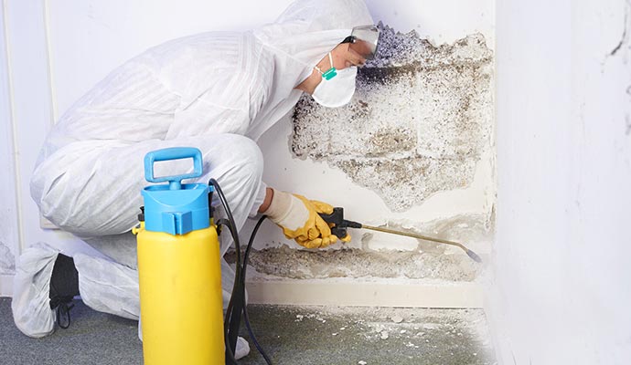 expert mold removal service