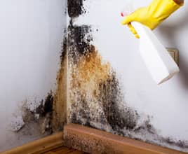 Mold Removal