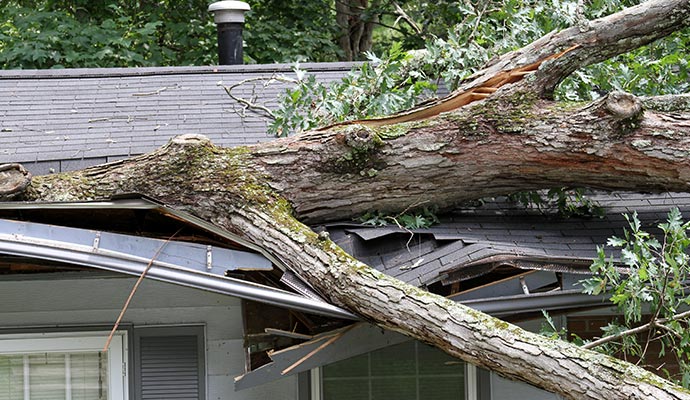 large tree fallen on house roof