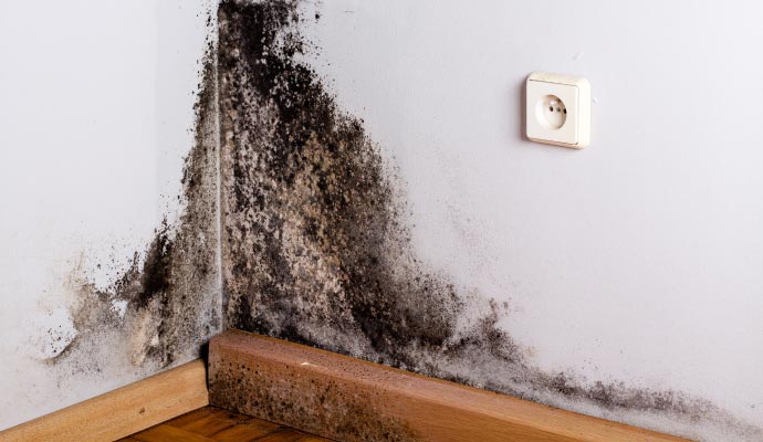 Black mold on the corner of the wall