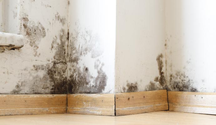 Professional Mold Remediation in Newtown & Southbury