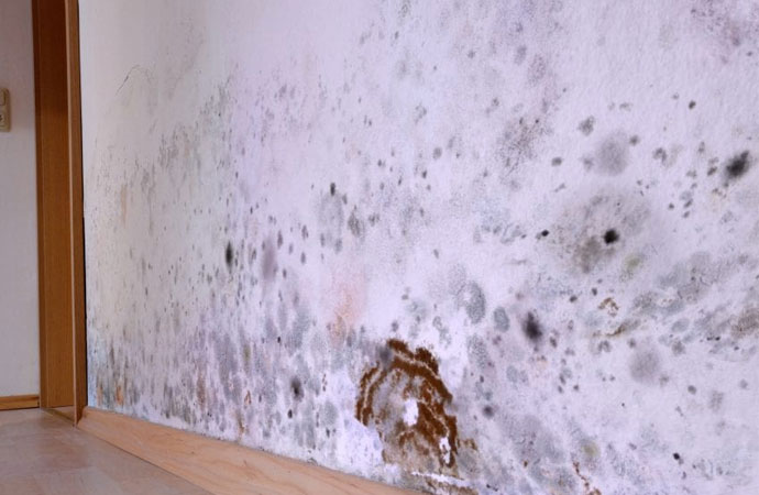 Mold Grow And Become A Problem