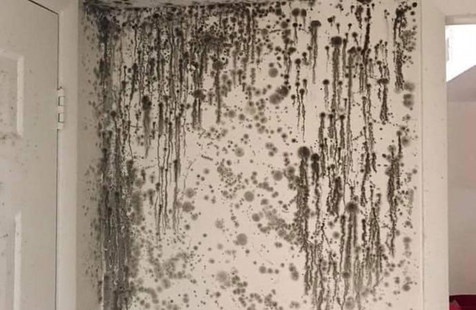 Mold Season Newtown, Southbury, Brookfield & Danbury CT