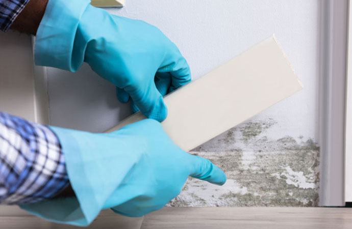 Inspect a Mold Test in Newtown, Southbury, Brookfield & Danbury CT