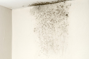 Black Mold