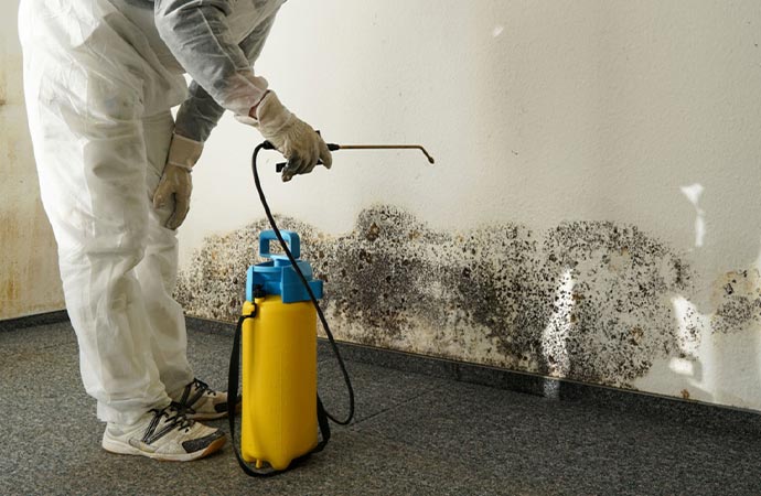 professional mold decontamination