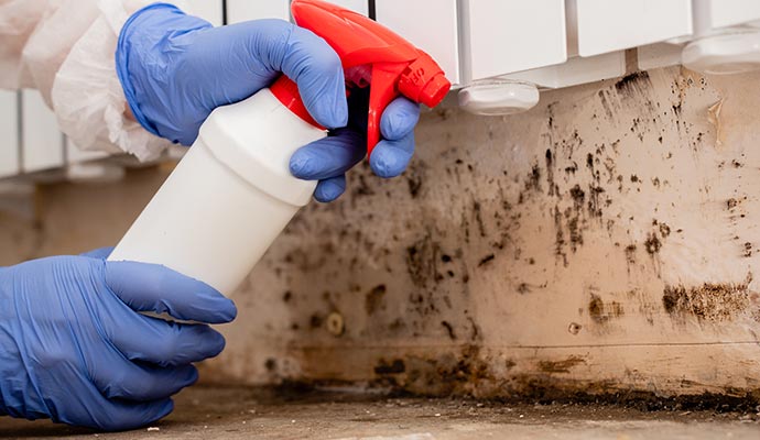 mold removal service