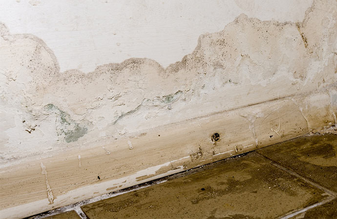 water damage mold removal service