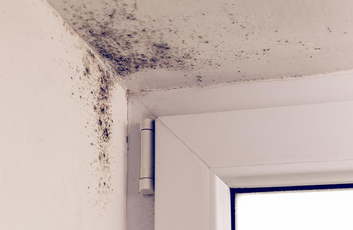 prevent mold damage