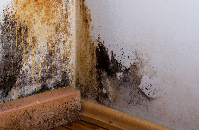 Stop mold growth and harmful bacteria