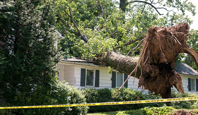 wind damage restoration