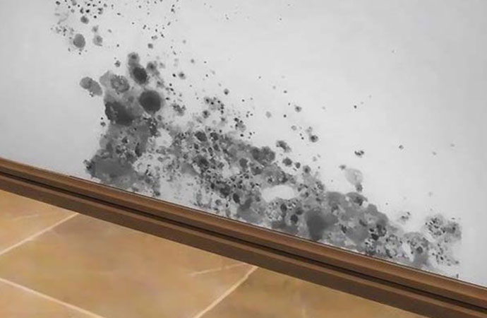 mold-removal-expert-treatment